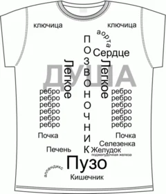 анатомия, биология, человек